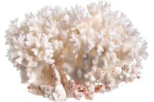 NAUTICAL CRUSH TRADING White Sea Coral | Lace Coral Pocillopora Damicornis | Plus Free Nautical eBook by Joseph Rains