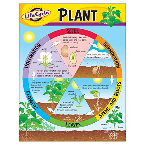 Trend Enterprises Inc Life Cycle of a Plant Learning Chart, 17