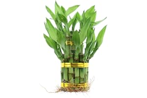 NW Wholesaler - Live Indoor Lucky Bamboo Two Tier Tower, Indoor House Plant, Bamboo Stalks for Good Luck, Fortune, Feng Shui and Zen