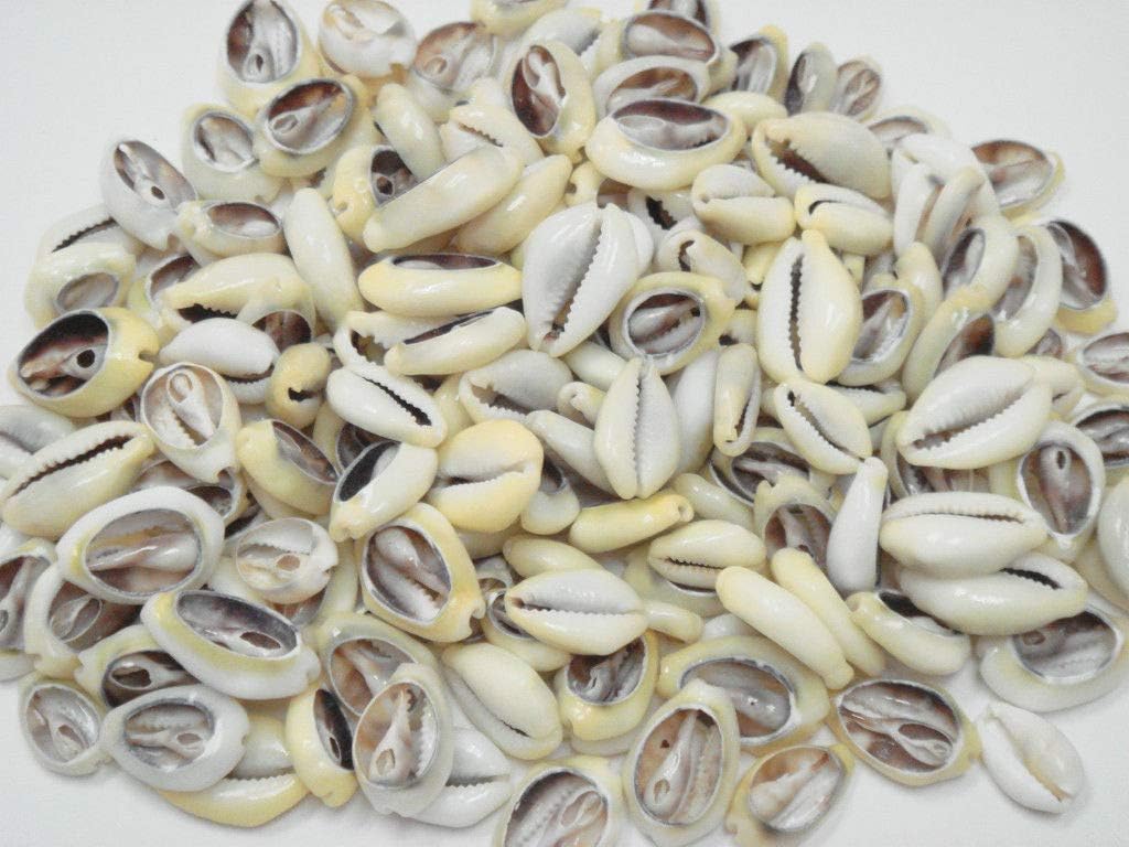JumpingLight 400+ PCS Bulk Cut Yellow MONETA Cowrie Shell Beads Craft 2 POUNDS #7030 Beach Wedding Nautical Decor Crafts - Beach Nautical