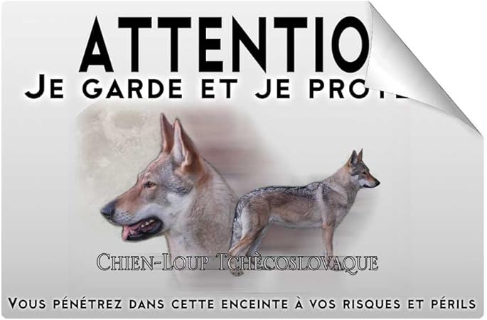 Elevage Chien Tchécoslovaque Mâcon Chiot Chien Loup