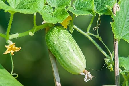 Kraft Seeds! Summer Vegetable Seeds @ Cucumber F-1 Hybrid