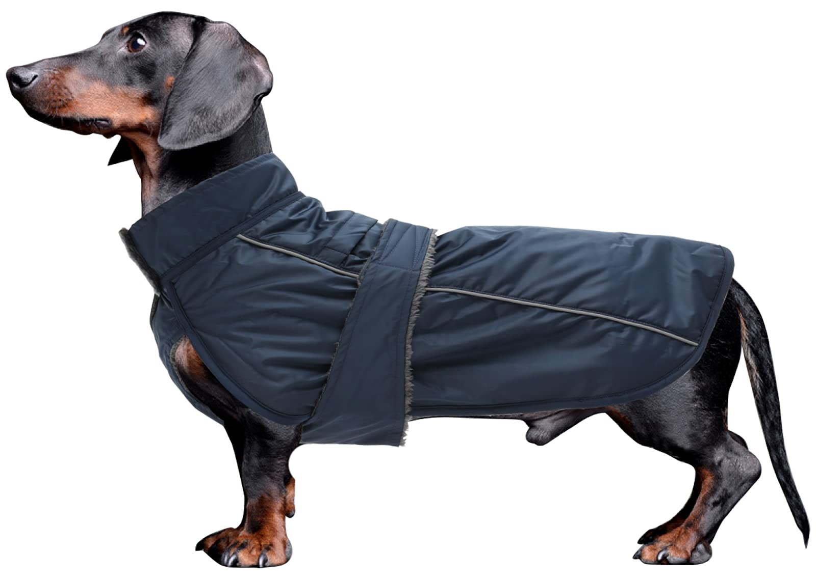Photo 1 of Dachshund Coat Waterproof Weiner Dog Clothes Perfect for Dachshund Weiner Corgi Winter Jacket Fleece Hook Loop Closure underbelly Protection Navy M