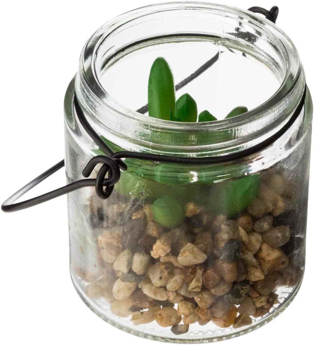 Glass Display with Plant Amazon.co.uk Kitchen & Home