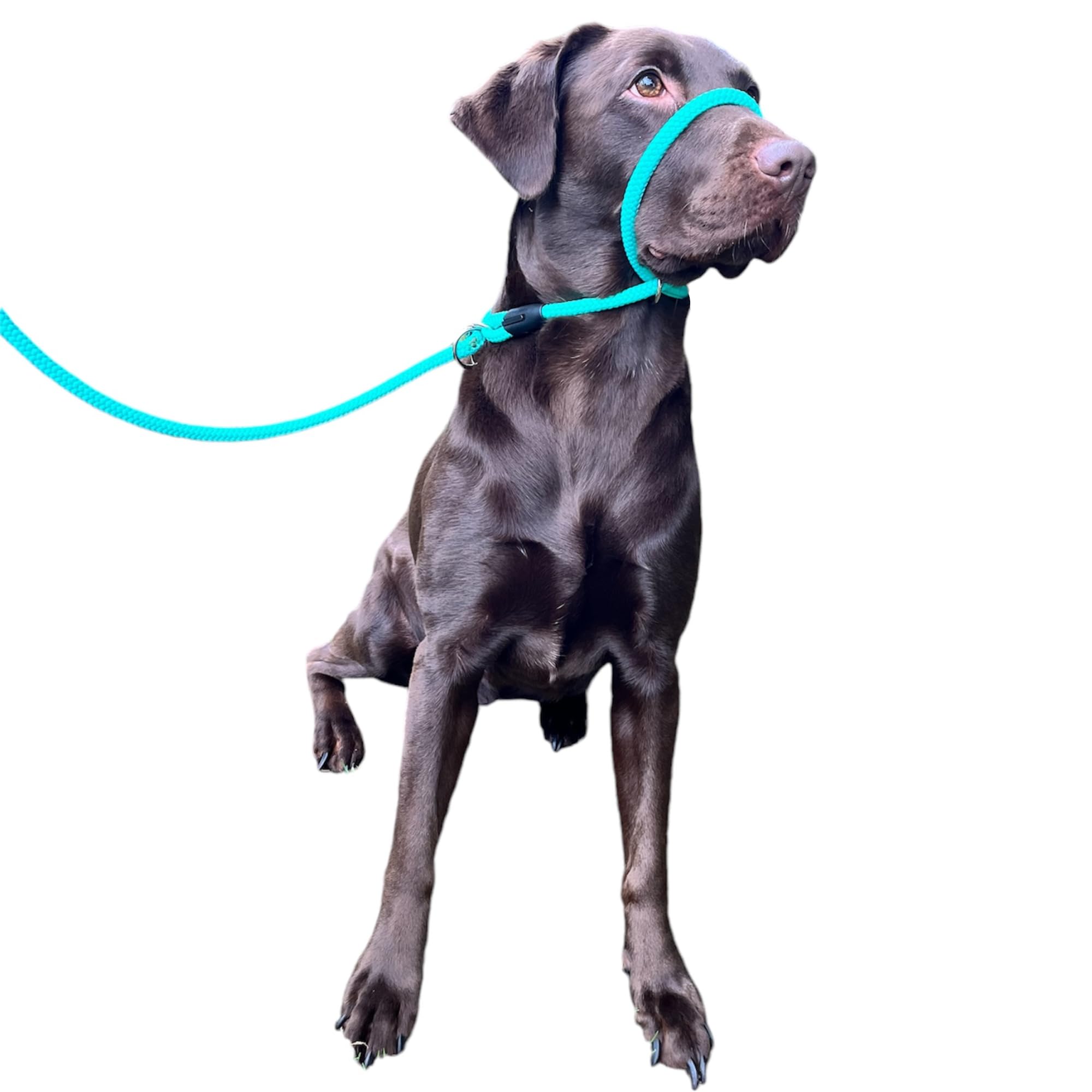 No More Pulling! Anti Pull Lead Field Figure 8 / Halter/Head Collar One Size Fits All Super Soft Braided Nylon Comfortable Make Your Walks More Enjoyable -Instructions Included. (Green-Black)