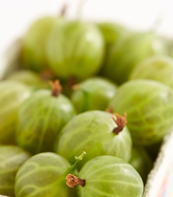 Dehner Stachelbeere'Mucurines', Hochstamm mit grünen Früchten, ca. 90-110 cm, Beerenobst  