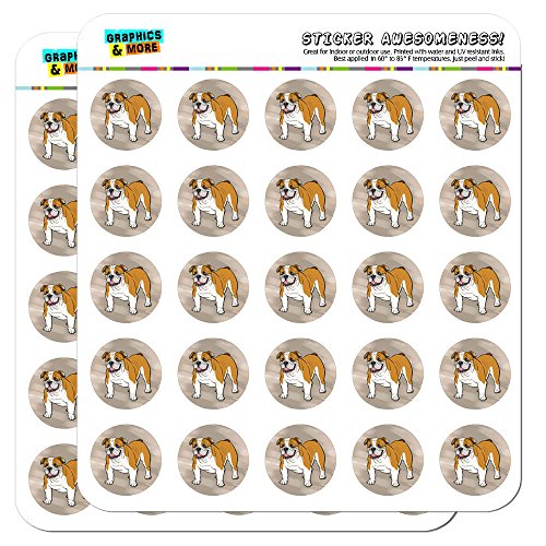 English Bulldog Pet Dog 1