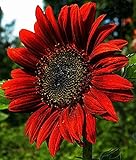 Organic Decorative Sunflower seeds 