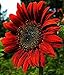 Organic Decorative Sunflower seeds "Red Sun" (Helianthus annuus) 20 Seeds.