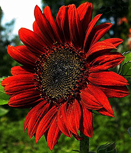 Organic Decorative Sunflower seeds 