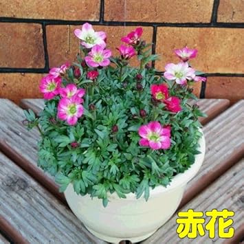 Amazon クモマソウ 西洋雲間草 の小鉢 赤花 4号鉢植え 宿根草 花