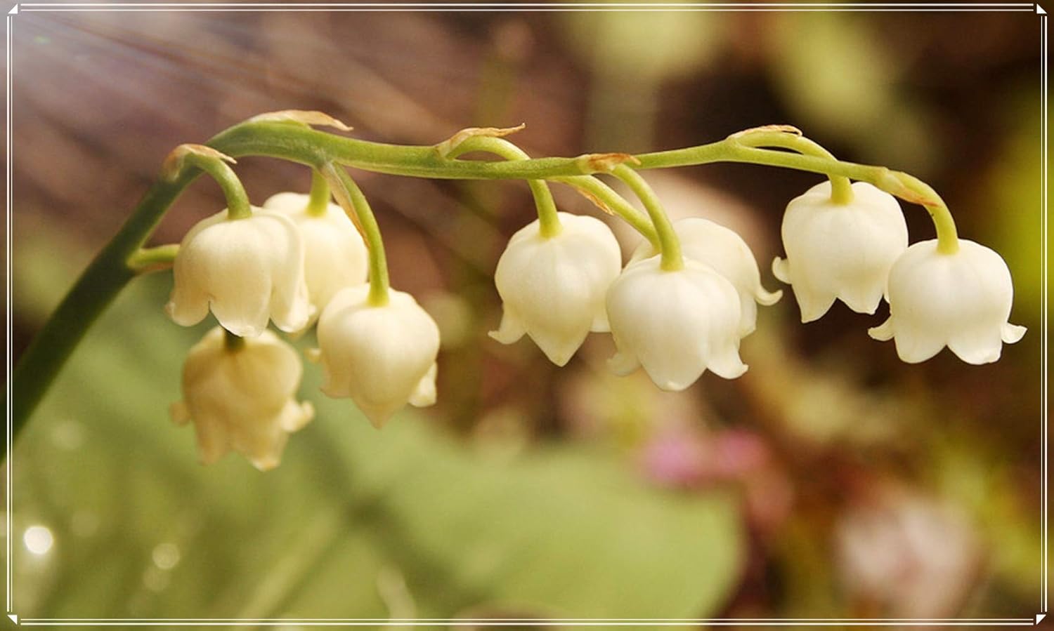 Amazon スズラン球根 カラフル 丈夫な植物 園芸 鉢植えができます 庭の植栽 土壌培養植物 綺麗な 成長しやすい 少し 似ている 丈夫な植物 土壌培養植物 5 球根 2 花