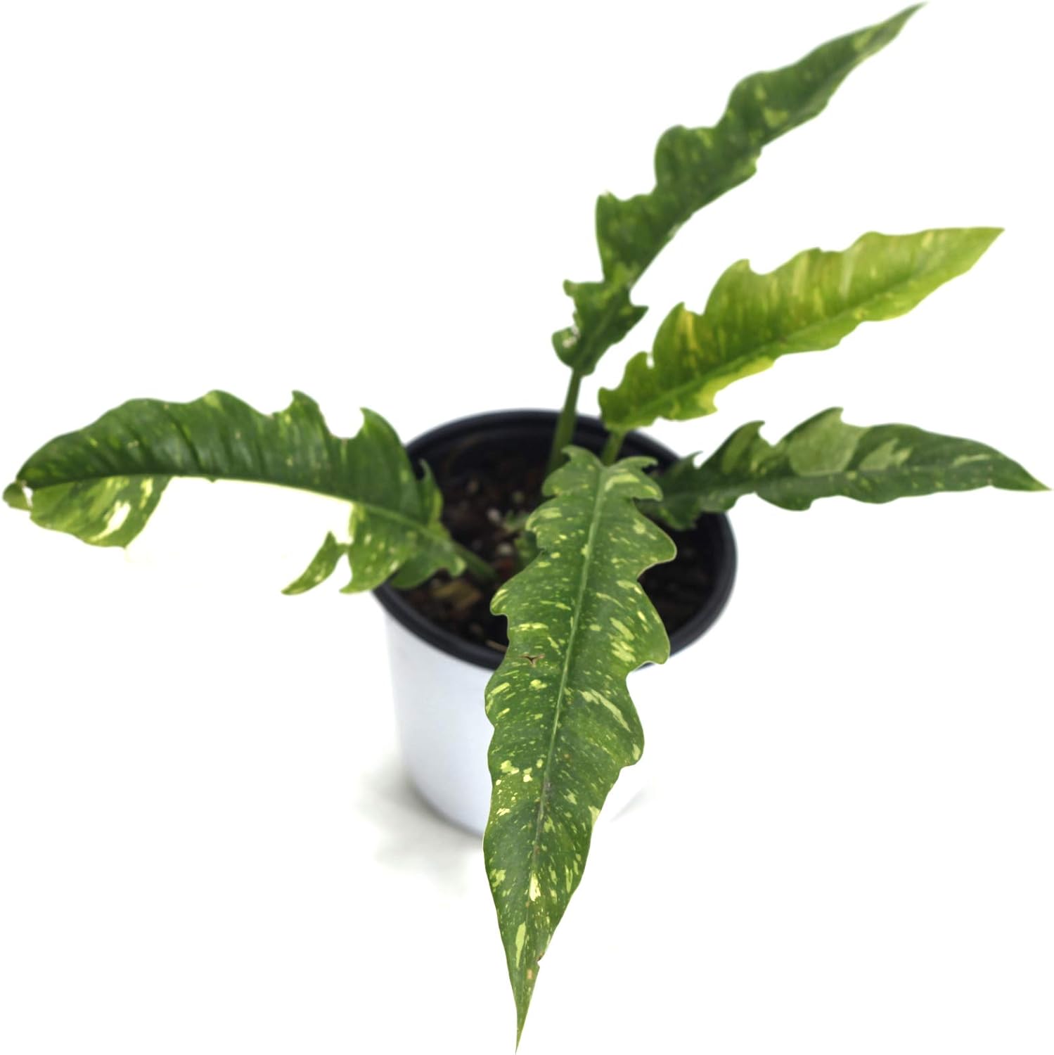 Philodendron Ring of Fire Garden & Outdoor