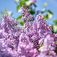 Lilac Bushes Live Plant Syringa 4" Pot, Purple LilacFlowers Well Rooted, Ready to Plant