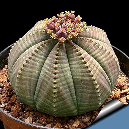 Image result for 10. Euphorbia Obesa