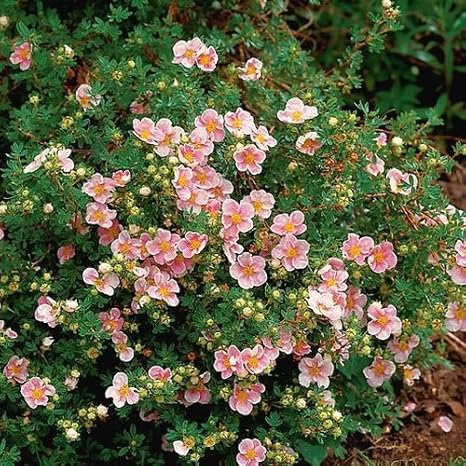 1 X Potentilla Pink Beauty Deciduous Shrub Hardy Garden Plant In Pot Amazon Co Uk Garden Outdoors