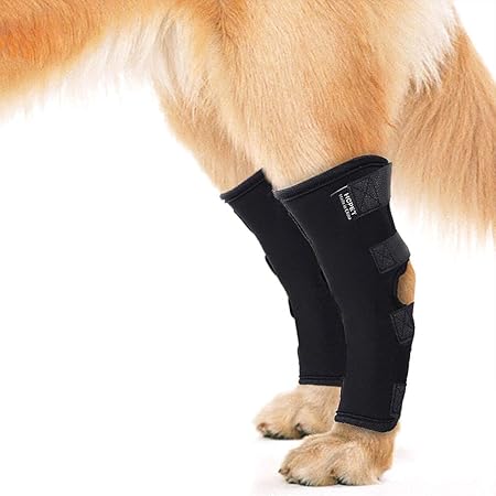 dog ankle brace