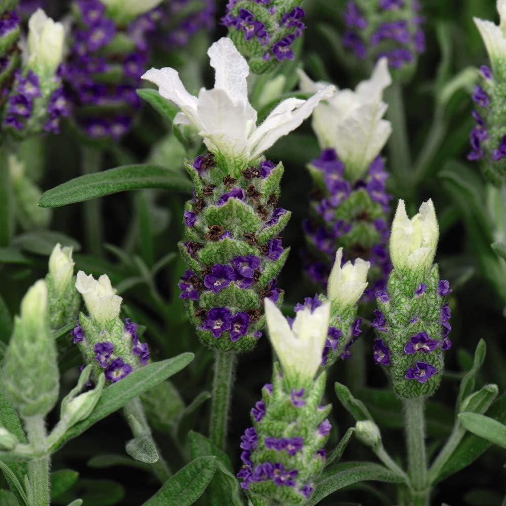 Lavender Hardy Garden Plants, Summer Flowering, Attracts Bees and
