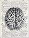 Anatomical Human Brain - Printed on Upcycled Vintage Dictionary Paper - 8