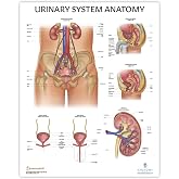 Anatomy Lab Human Urinary System Anatomy Poster, Laminated | Anatomy and Physiology, 17.3 x 22.5 Inches, Body System Diagram, Anatomical Chart for Education Learning and Students