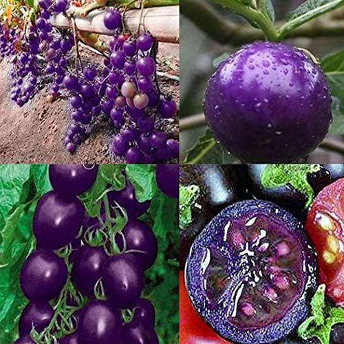 cioler 20pcs Purple Tomato Seeds Garden Bonsai Organic Fruit Vegetable Seeds Plant Home Yard Decor
