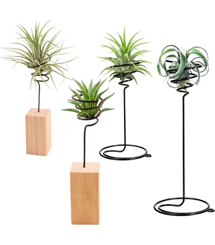 Support Spiralé Pour Plantes Aériennes Tillandsia - Lot De 3 Supports Métal - Décoration Bureau Et Maison