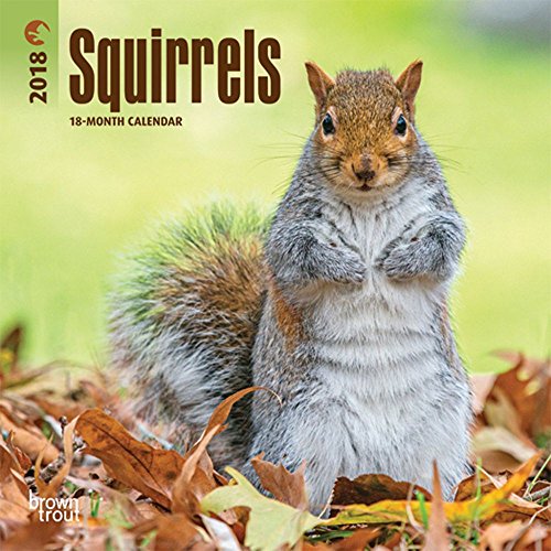 Squirrels 2018 Small Wall Calendar