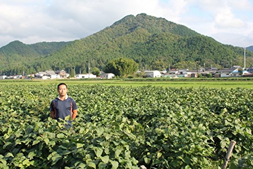 丹波篠山産黒大豆枝豆2kg（篠山ふたば農園） さやのみ商品画像