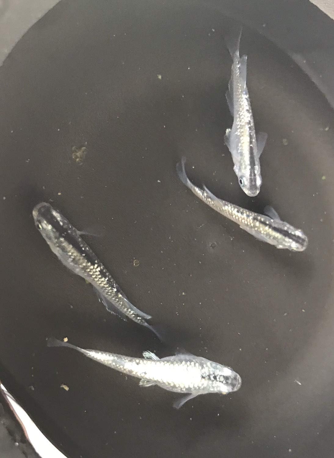 Amazon ともちゃんのメダカ屋さん 刀メダカの卵個 10個 銀ラメ 日本風 ともちゃんのメダカ屋さん 熱帯魚 観賞魚 通販