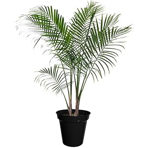 Poudha.Com Areca Palm Live Plant