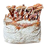 Grow Your Own Mushrooms Kit - Colonized Reishi Mushrooms - up to 4 lbs