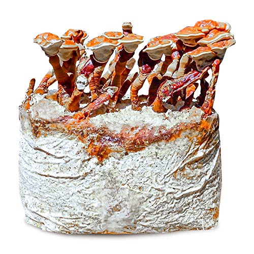 Grow Your Own Mushrooms Kit – Colonized Reishi Mushrooms – up to 4 lbs