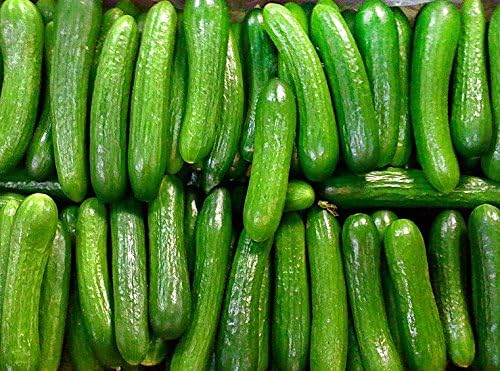YakovSeeds - 30seeds ORGANICALLY GROWN Persian Beit Alpha Cucumber Seeds Heirloom NON-GMO