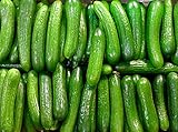 30+ ORGANICALLY GROWN Persian Beit Alpha (A.k.a. Lebanese) Cucumber Seeds Heirloom NON-GMO Crispy Fragrant From USA