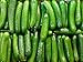 30+ ORGANICALLY GROWN Persian Beit Alpha (A.k.a. Lebanese) Cucumber Seeds Heirloom NON-GMO Crispy Fragrant From USA