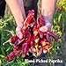 The Spice Way - 100% Pure Paprika - Freshly Grown on our Farm, Hand-Picked and sun-Dried , no agents, non GMO, no perservatives, no additives - just pure paprika 2 oz