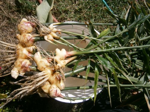 Live Ginger Plants with Roots, trimmed to about 8" plants (No pot and no soil) LIMITED TIME-BUY ONE ROOT CLUSTER GET ONE FREE before FREEZE - Thumbnail 2