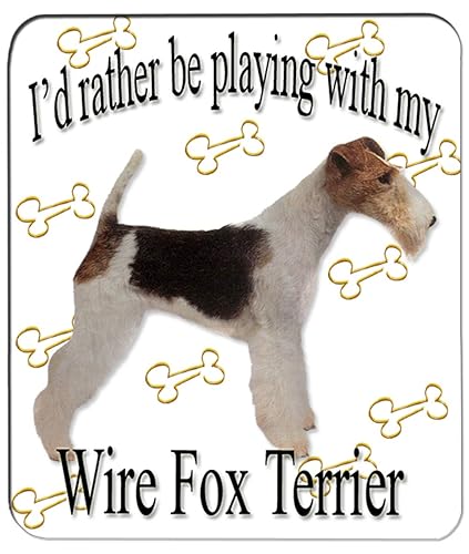 fox terrier x lakeland