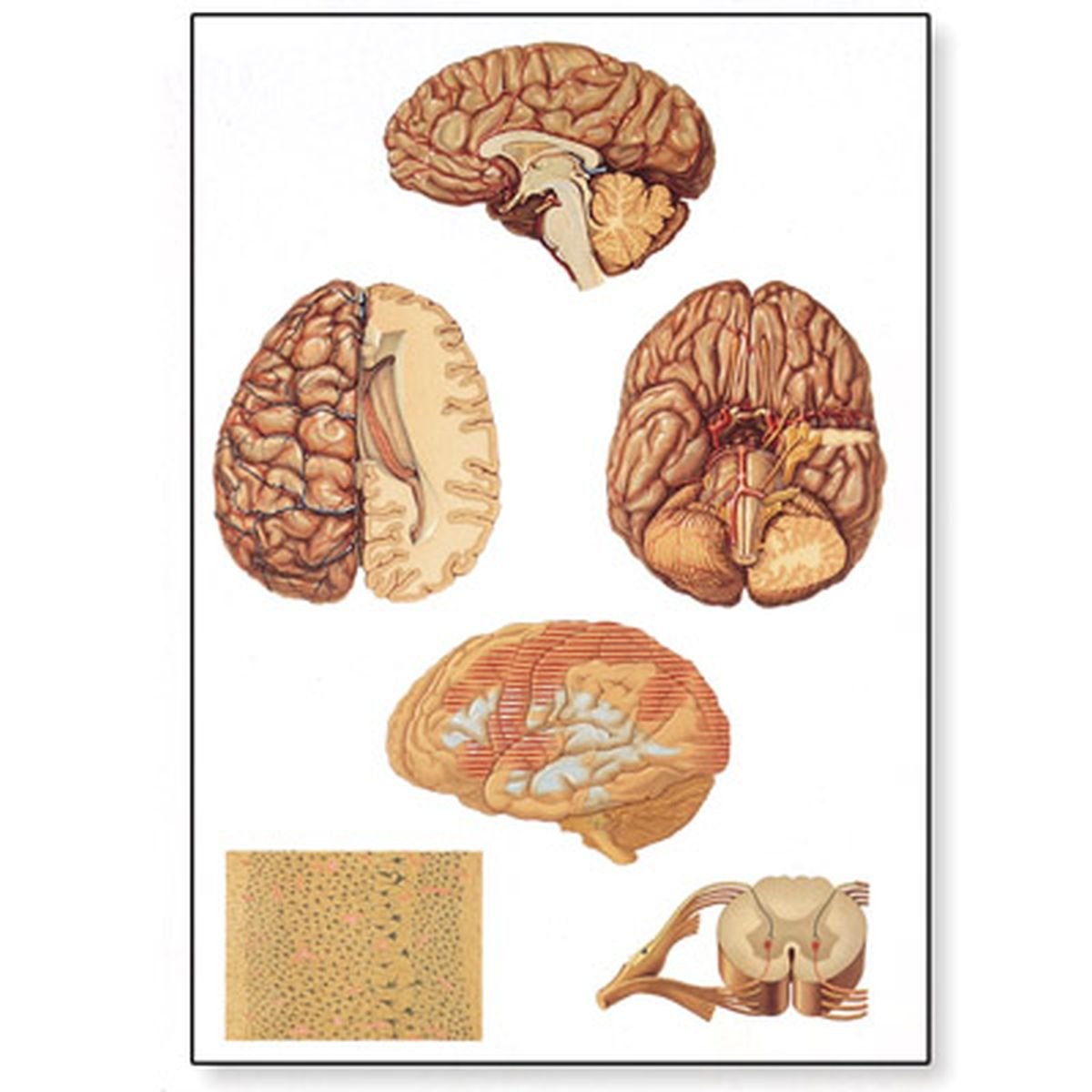 3B Scientific Human Anatomy - Human Central Nervous System Chart