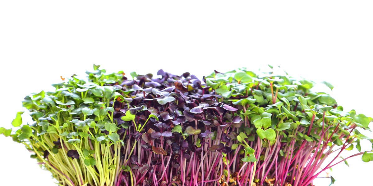 Garden Pocket Bandeja Large Brotes Germinados Bandeja Sustrato de ...