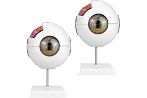 QWORK 6X Enlarged Human Eye Anatomy Model, 2 Pack Magnified Eyeball Model with Detachable Bracket, Anatomically Accurate Scie