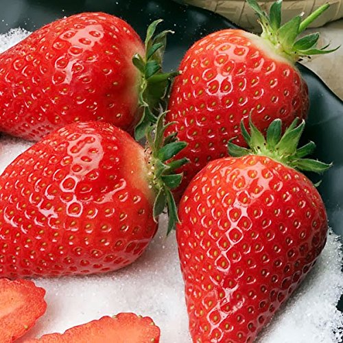 Strawberry Supports Easy to Use Strawberry Plant Support with 3