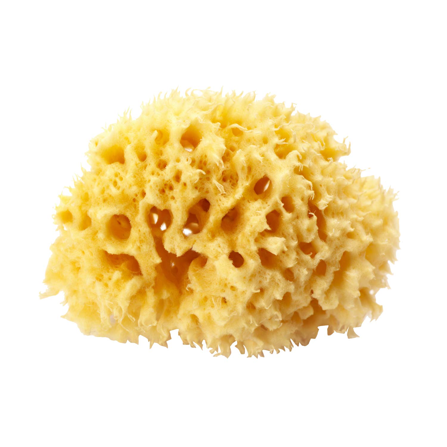 OKBABY Honeycomb Sponge - Natural Mediterranean Sea Sponge for Comfortable Baby Bath, Super Soft, Ideal for Sensitive Baby Skin - 14