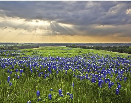 11x14 inch Texas Bluebonnets Photo Print, Bluebonnet Sunbeams Photography, Field of Texas Bluebonnets in Ennis TX, Texas Wall Art, Flower Home Decor Artwork