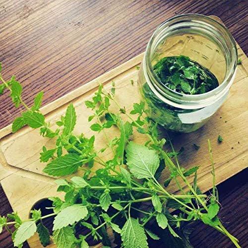 Sooggi 1500 粒 ミントの種 植物種子 ホームガーデン ファーム植栽 園芸 高い発芽率 簡単な栽培 家庭用 B031jr6m 296円 人気海外一番 100 品質保証 全品送料無料 即日出荷 Sale開催中