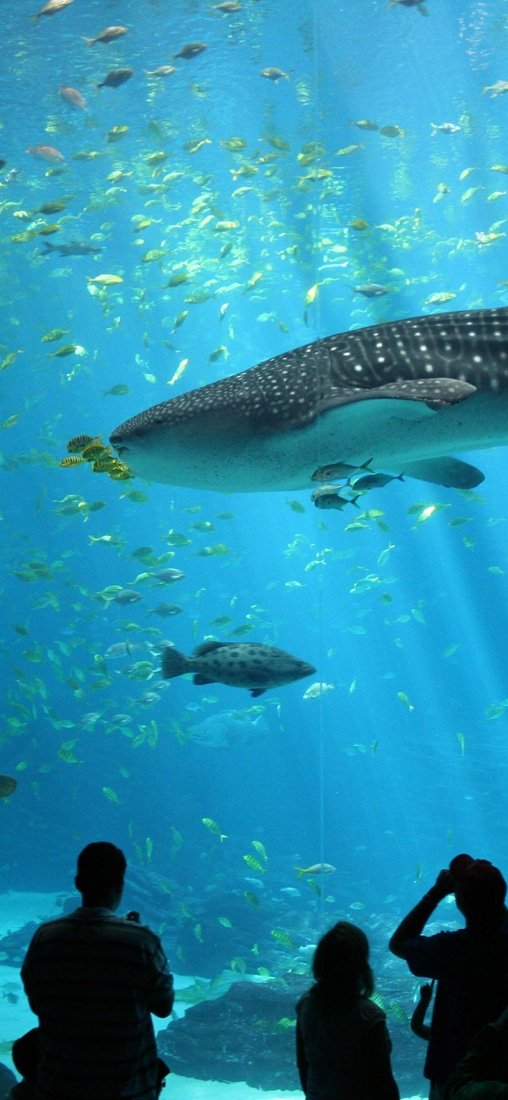 PeelitStickit Underwater, Undersea Wall Murals, ID-149, vinyl