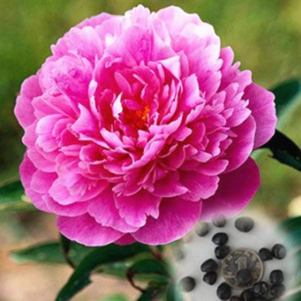 Ultrey Seed - 20 Perennial Peony Seed Garden Flower Bonsai Seeds Flowers