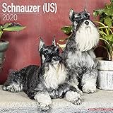 Schnauzer (US) Calendar - Dog Breed Calendars - 2019 - 2020 Wall Calendars - 16 Month by Avonside (M by