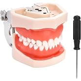 ZENFUN Standard Dental Typodont Model, Demonstration Teeth Model, Dental Model with 28Pcs Screw-in Removable Teeth Silica Gel Material Soft for Study, Teaching, Practice