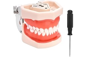 ZENFUN Standard Dental Typodont Model, Demonstration Teeth Model, Dental Model with 28Pcs Screw-in Removable Teeth Silica Gel Material Soft for Study, Teaching, Practice